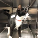 Belinski A1175244 Dilworth