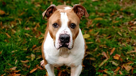 Dog Cov