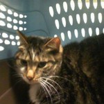 Manny A1174388 Petsmart