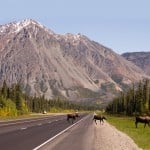 Moose Test