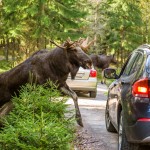 Safe Driving Tips