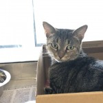 Spice A1174963 Petsmart