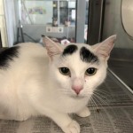 Winter A5317244 Pet Supplies Plus