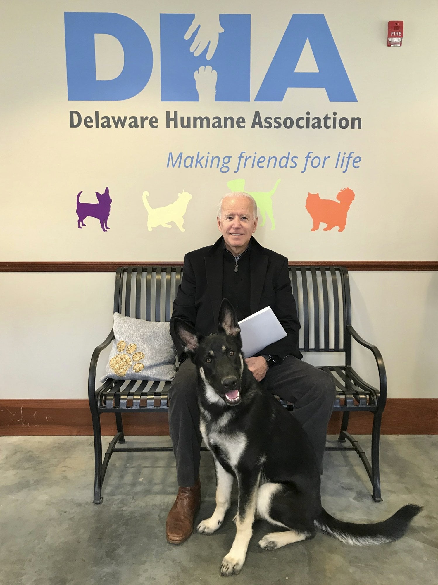 Biden's German Shepherd To Be 'Indogurated' As The 1st Shelter Dog In The White House - Vimarsana News