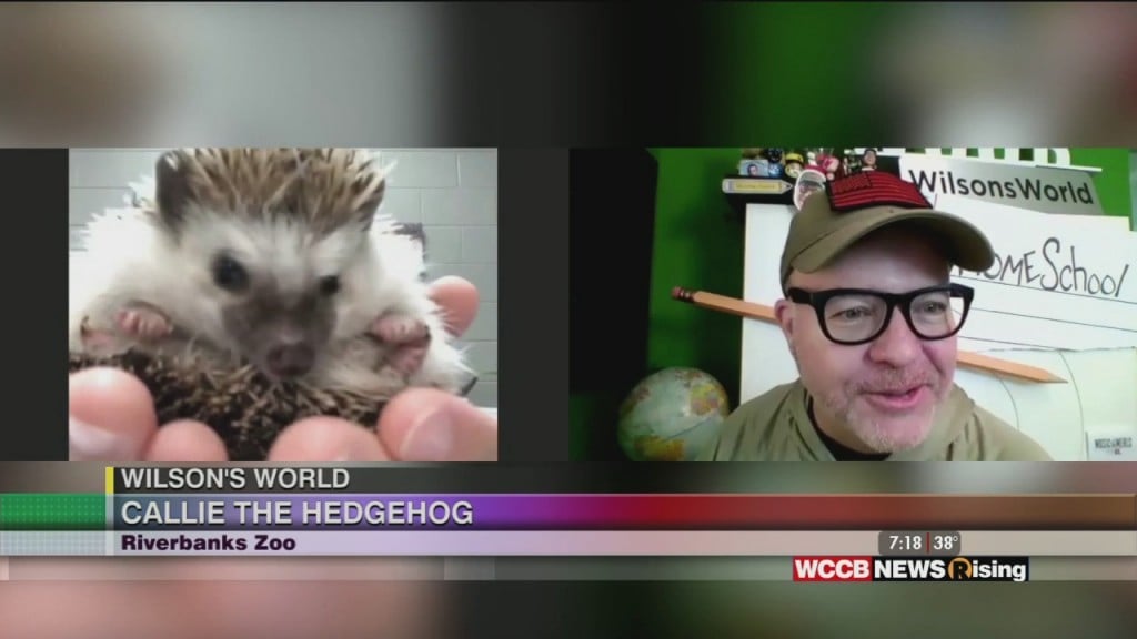 Wilson's World Homeschool: Meeting Callie The Hedgehog At The Riverbanks Zoo