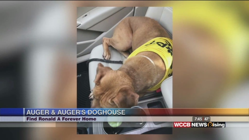 Auger & Auger's Doghouse: Meet Ronald!