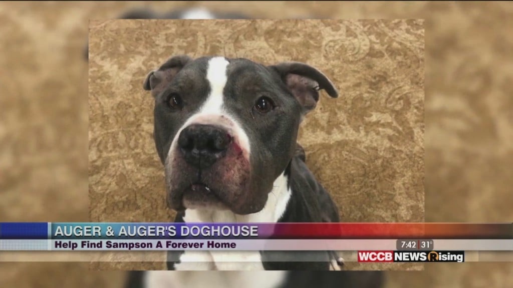 Auger & Auger's Doghouse: Meet Sampson