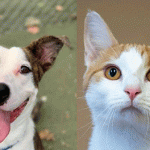 Humane Society Cover