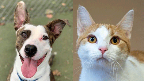 Humane Society Cover