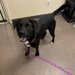 Pets Available In January –
