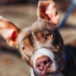 Pets Available In January – Amber