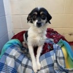Pets Available In January – Ariel