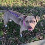 Pets Available In January – Bailey