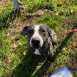Pets Available In January – Belle