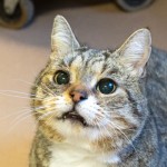 Pets Available In January – Brody