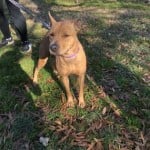Pets Available In January – Brownie