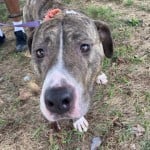 Pets Available In January – Cnelly