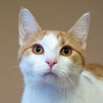 Pets Available In January – Dwyer