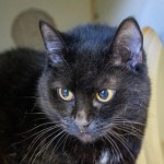 Pets Available In January – Evey
