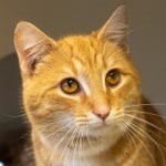 Pets Available In January – Gecko