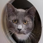 Pets Available In January – Jerry