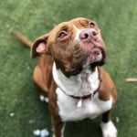 Pets Available In January – Jessie