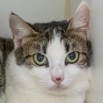Pets Available In January – Juniper