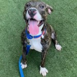 Pets Available In January – Kodak