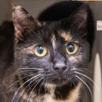 Pets Available In January – Millicent