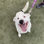Pets Available In January – Mr Peanutbutter