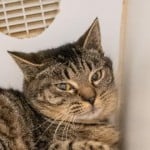 Pets Available In January – Peace