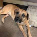 Pets Available In January – Peter