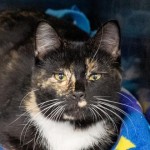 Pets Available In January – Salamander