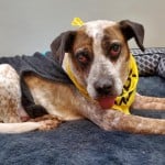 Pets Available In January – Todd
