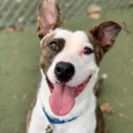 Pets Available In January – Zuri