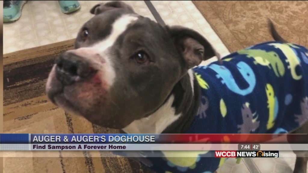 Auger & Auger's Doghouse: Meet Sampson!
