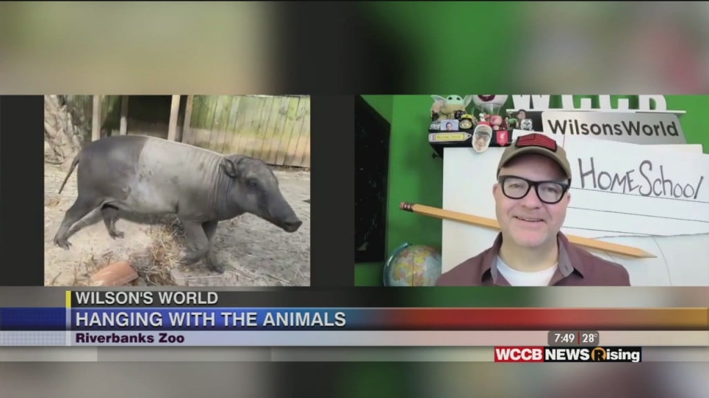 Wilson's World H Omeschool: Learning About The Babirusa At The Riverbanks Zoo In Columbia