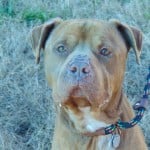 Pets Availale For Adoption In January Aster