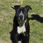 Pets Availale For Adoption In January Bert