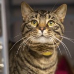 Pets Availale For Adoption In January Bruce
