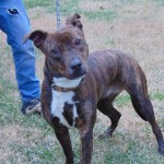 Pets Availale For Adoption In January Cello