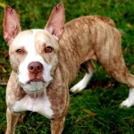 Pets Availale For Adoption In January Charlotte