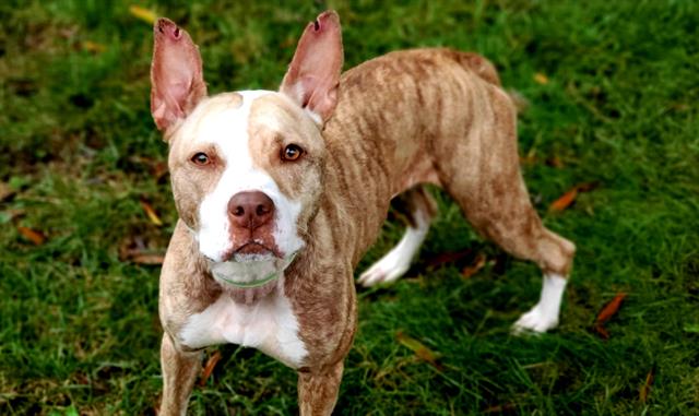 Pets Availale For Adoption In January Charlotte