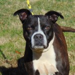 Pets Availale For Adoption In January Chester