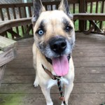Pets Availale For Adoption In January Cooper