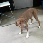 Pets Availale For Adoption In January Cora