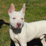 Pets Availale For Adoption In January Dallas