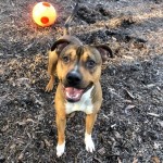 Pets Availale For Adoption In January Don