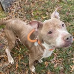 Pets Availale For Adoption In January Dro