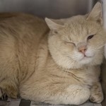 Pets Availale For Adoption In January Ebenezer